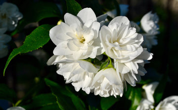 Close-up of fresh white jasmine flowers with green leaves in sunlight